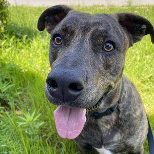 Theo, Hound, Plott, adult, available for adoption