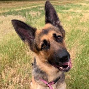A German Shepherd dog with a pink collar, standing in a grassy field.