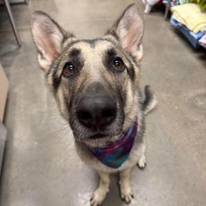 A German Shepherd puppy wearing a colorful bandana, looking up at the camera.