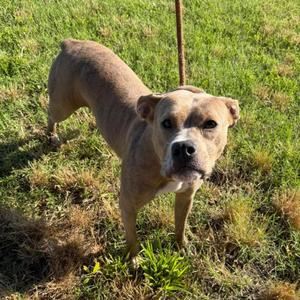 Phoebe, Terrier, adult, available for adoption