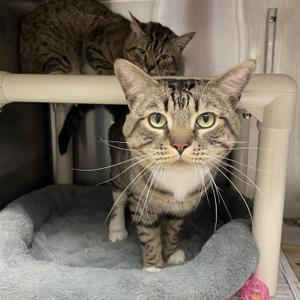 Kreiger and Sterling (bonded brothers), young, available for adoption