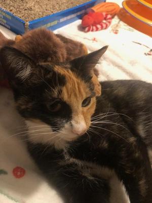 Sasha 2, young, available for adoption