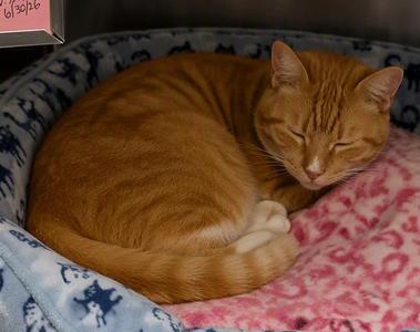 Apricot, senior, available for adoption
