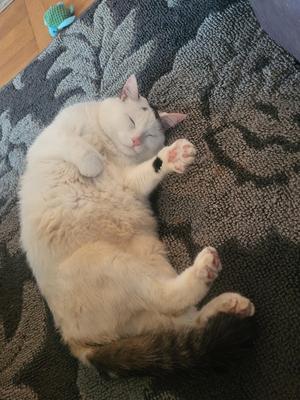 Theia, young, available for adoption