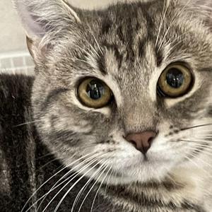 Sony, kitten, available for adoption