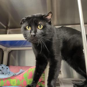 Salem, young, available for adoption