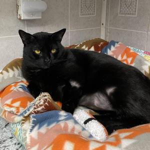 Percy, adult, available for adoption