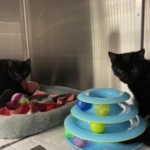 Harrison and Adams (bonded brothers), kitten, available for adoption