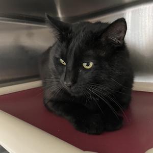 Teddy, adult, available for adoption