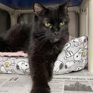 Luna, adult, available for adoption