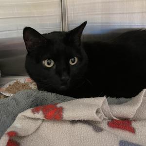 Alexa and Max (bonded females), adult, available for adoption