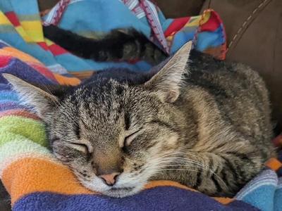 Sasha, senior, available for adoption