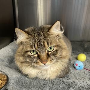 Charlie, adult, available for adoption