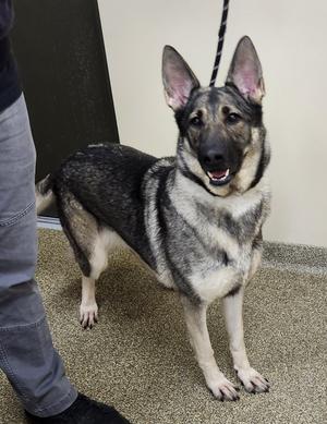 Miss Red Sox, German Shepherd Dog, adult, available for adoption