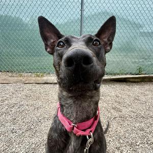 Kronk, Mixed Breed, young, available for adoption
