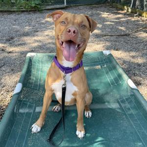 Darla, Mixed Breed, adult, available for adoption