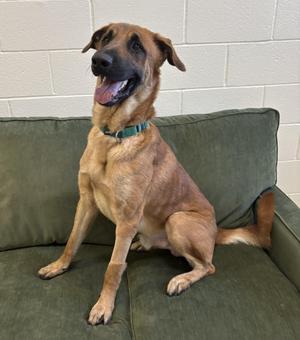 CHANCE, Shepherd, young, available for adoption