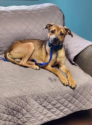 A brown and black dog with a blue collar and leash is lying on a gray quilted couch cover.