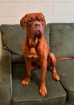 HOOCH, Dogue de Bordeaux, adult, available for adoption