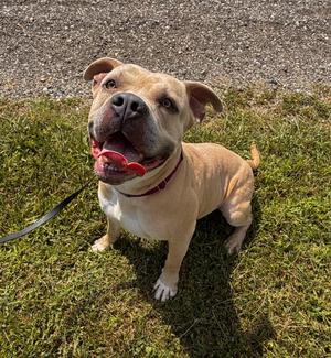 Koosko, Bull Terrier, adult, available for adoption