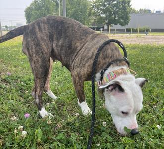 MISSY, Pit Bull Terrier, young, available for adoption