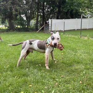 Dexter, Pit Bull Terrier, adult, available for adoption