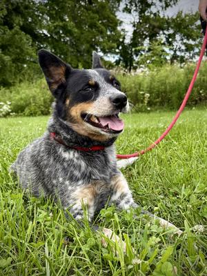 ARTEMIS, Australian Cattle Dog / Blue Heeler, young, available for adoption