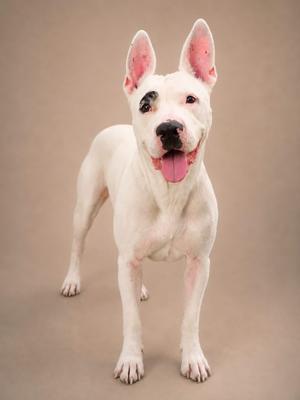 A white dog with pink ears and a black spot over its left eye, standing on a brown background.