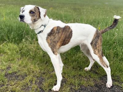 Bailey, Hound, adult, available for adoption