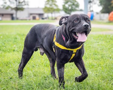 Gizmo, Mixed Breed / Staffordshire Bull Terrier, adult, available for adoption