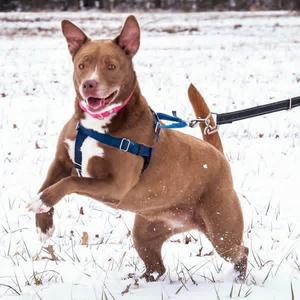 Remy, Retriever, young, available for adoption