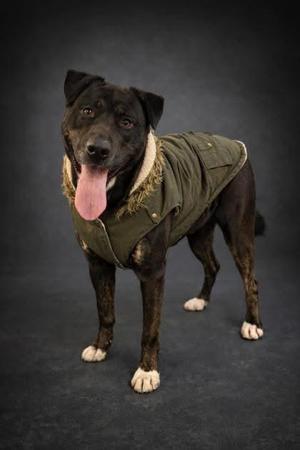 A medium-sized, dark-furred dog wearing a green jacket with a furry collar stands on a dark grey surface against a dark grey background. The dog's tongue is hanging out.