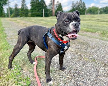 Pumpkin, Bulldog, young, available for adoption