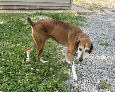 Jodi, Mixed Breed, adult, available for adoption