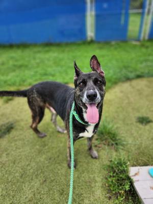 A black and white dog with a green leash, standing on grass and panting with its tongue out.