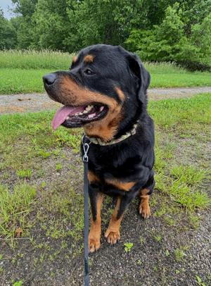 Panzer, Rottweiler, adult, available for adoption
