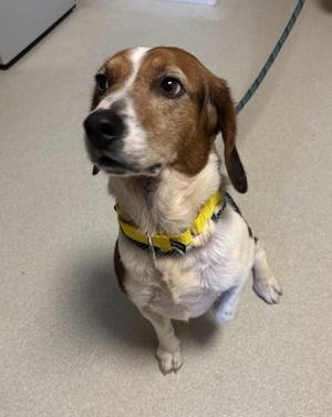 A medium-sized dog with brown, white, and black markings, wearing a yellow and black collar, is sitting and looking up.