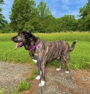 Napoleon, Mastiff, adult, available for adoption