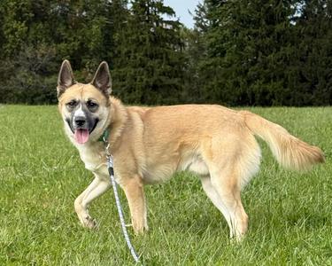 Renegade, Husky, adult, available for adoption