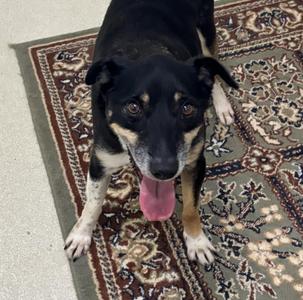 Atlas, Mixed Breed, adult, available for adoption