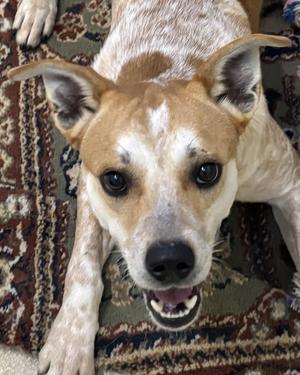 ASTRO, Mixed Breed, young, available for adoption