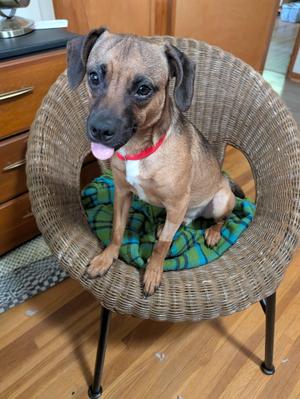 Hopper, Terrier, young, available for adoption