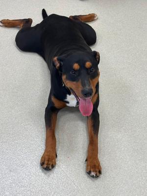 Ollie, Rottweiler, young, available for adoption