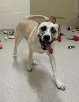 A light-colored dog with striking blue and brown eyes and its tongue hanging out, standing in a room with toys scattered on the floor.