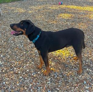 A black and tan dog with a teal collar standing on a gravel surface outdoors.