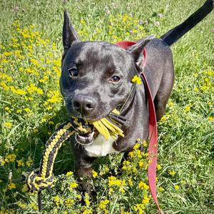 BUD, Pit Bull Terrier, young, available for adoption