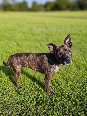 Addie, Feist, adult, available for adoption