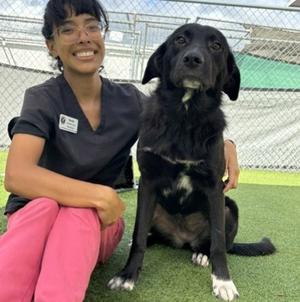 Rosemary (61787269), Golden Retriever and Border Collie, young, available for adoption