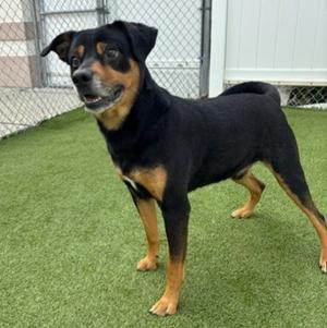 Scout (61477387), Rottweiler Mix, adult, available for adoption