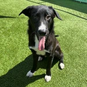 Saffron (61787276), Golden Retriever and Border Collie, young, available for adoption